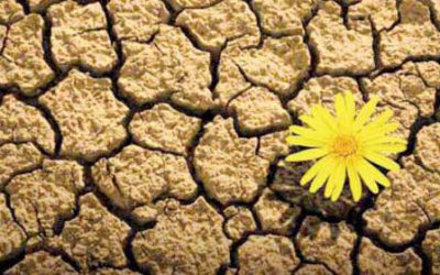 Allenarsi per evolvere in tempo di crisi